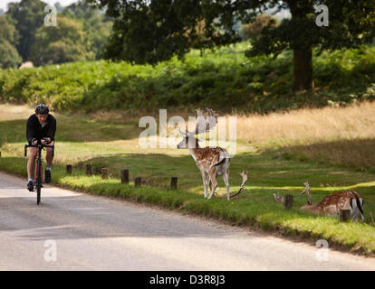 Radfahrer in Richmond Park mit Hirsch, London, England, UK Stockfoto