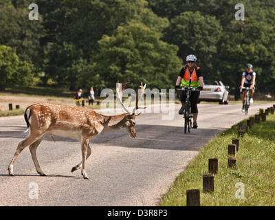 Radfahrer in Richmond Park mit Reh, UK Stockfoto