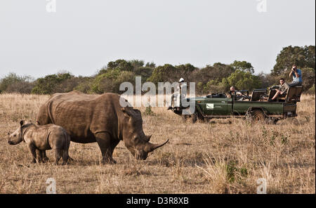 Fotografen mit einem White Rhino und Young in Phinda Game Reserve, Südafrika Stockfoto