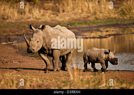 White Rhino mit jungen am Wasserloch im Phinda Game Reserve, Südafrika Stockfoto