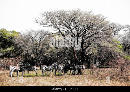 Ebenen Zebras unter einem Baum im Phinda Game Reserve, Südafrika Stockfoto