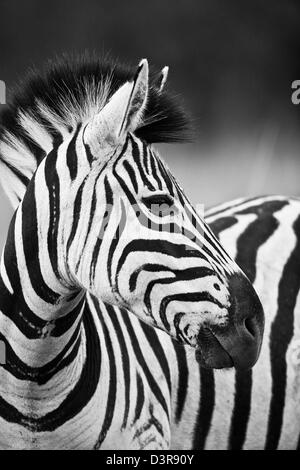 Ebenen Zebra in Phinda Game Reserve, Südafrika Stockfoto