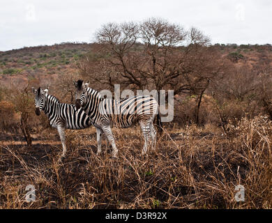 Zwei Ebenen Zebras stehen in Grünland, Phinda Game Reserve, Südafrika Stockfoto