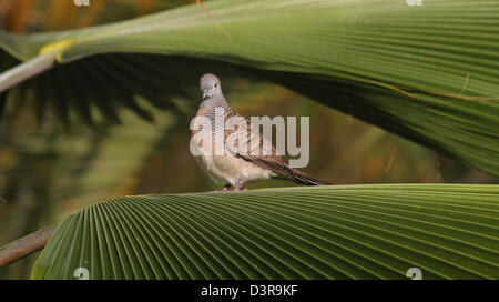 Zebra Taube auf Palm Kona Hawaii Stockfoto