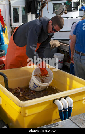 Krabben Sie-Fischer verkaufen frische Krabben aus ihren Booten auf dem Dock auf Pillar Point, Half Moon Bay, Kalifornien USA Stockfoto