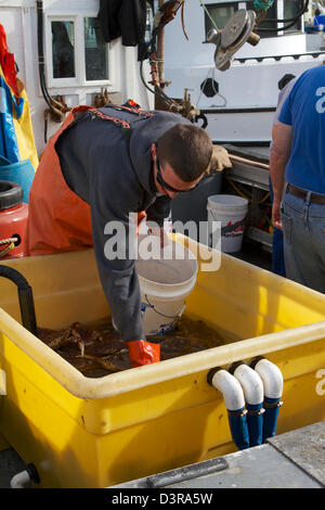 Krabben Sie-Fischer verkaufen frische Krabben aus ihren Booten auf dem Dock an der Säule Punkt Half Moon Bay, Kalifornien USA Stockfoto