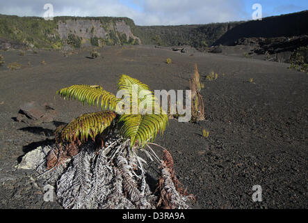Kilauea-Iki-Krater "Ama'u Farne Pflanzen wachsen in Pahoehoe-Lava Risse Hawaii Volcanoes National Park Stockfoto