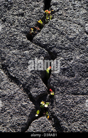 Kilauea Iki Krater Pflanzen ʻŌhiʻa Lehua Baum wächst in Pahoehoe-Lava Risse Hawaii Volcanoes National Park Stockfoto