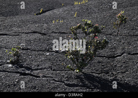 Kilauea Iki Krater Pflanzen ʻŌhiʻa Lehua Baum wächst in Pahoehoe-Lava Risse Hawaii Volcanoes National Park Stockfoto