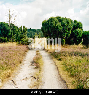 Lüneburger Heide, Deutschland, in der kargen Landschaft der Wacholder Heide Stockfoto