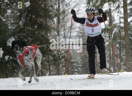 Todtmoos, Deutschland. 23. Februar 2013. Ursula Steeb aus Deutschland Langlauf Ski mit ihrem Hund durch den Wald an den internationalen Hundeschlitten Rennen in Todtmoos, Deutschland, 23. Februar 2013. Rund 120 Teams aus sechs Ländern nehmen an der zwei-Tages-Rennen Teil. Foto: PATRICK SEEGER/Dpa/Alamy Live News Stockfoto