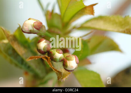 Berlin, Deutschland, Knospen von einem Kirschbaum im Frühling Stockfoto