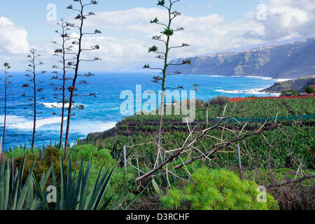 Agaven am Rande von Bnana Plantagen in El Rincon, Teneriffa, Kanarische Inseln, Spanien Stockfoto