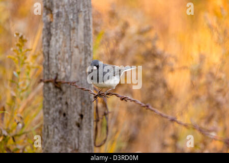 Dunkel-gemustertes junco Stockfoto