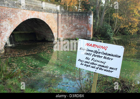 Blaualgen (Cyanobakterien) Kontamination im Fluss im Saville Garten, Egham, Surrey, England UK Stockfoto