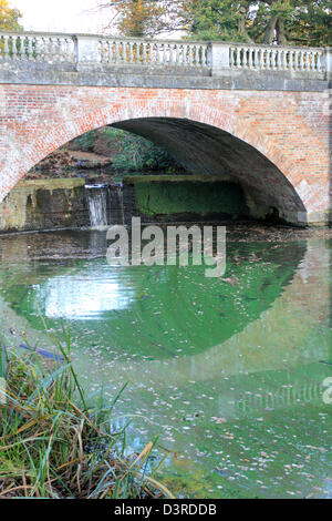 Blaualgen (Cyanobakterien) Kontamination im Fluss im Saville Garten, Egham, Surrey, England UK Stockfoto