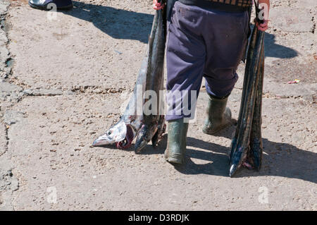 Fischer in Kalk bay tragen snoek Stockfoto