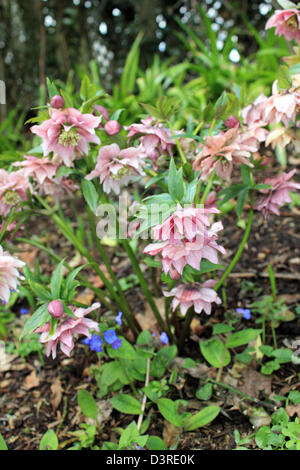 Frühling Blüte rosa Nieswurz in einem englischen Landhaus-Garten. Sussex UK Stockfoto