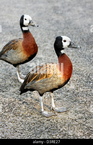 Ein paar von White-faced pfeifenden Enten (wissenschaftlicher Name: Dendrocygna Viduata) Stockfoto