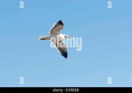 Möwen fliegen Stockfoto