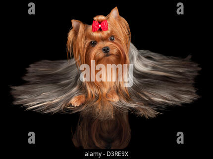 Schöne Yorkshire-Terrier auf schwarzem Hintergrund reflektiert Stockfoto