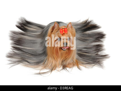 Yorkshire Terrier mit langen Haaren auf dem weißen Hintergrund isoliert Stockfoto