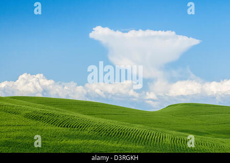 Grünen Wiese von Weizen und Luž Wolken am blauen Himmel; Palouse, Washington. Stockfoto