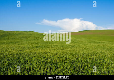 Feld in der Nähe von Uniontown, Palouse Weizen Land, Washington. Stockfoto