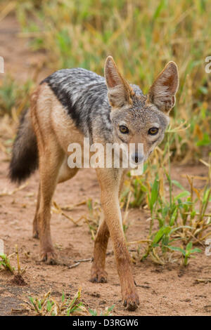 Schwarz unterstützten Jackal (Canis Mesomelas) Porträt. Tarangire Nationalpark, Tansania Stockfoto