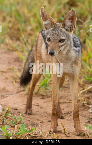 Schwarz unterstützten Jackal (Canis Mesomelas) Porträt. Tarangire Nationalpark, Tansania Stockfoto