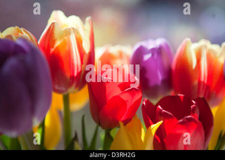 Hintergrundbeleuchtete Nahaufnahme von Tulpen in verschiedenen Farben; rot, gelb, violett Stockfoto