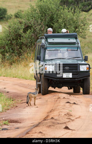 Schwarz unterstützten Jackal (Canis Mesomelas) in der Mitte einen Feldweg beobachten die Fotografen auf Safari. Tarangire, Tansania Stockfoto