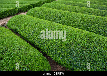 Reihen von frischer grüner Teebüsche wachsen auf einer Plantage im Bereich Makinohara Chabatake Tee der Präfektur Shizuoka, Japan. Stockfoto