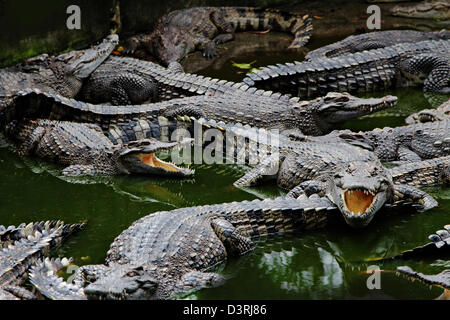 Krokodile hautnah in Thailand zoo Stockfoto