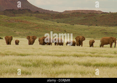 Familie Gruppe von Wüstenelefanten im Rasen für das Damaraland Wildnis in der Regenzeit Stockfoto