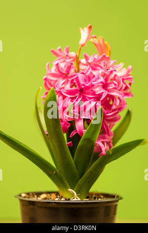 Ein rosa Hyazinthe blüht mit grünen Blättern Stockfoto