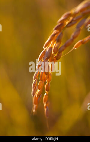 Reife Köpfe der Reis reif für die Ernte in Sacramento Valley in Kalifornien. Stockfoto
