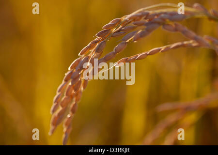 Reife Köpfe der Reis reif für die Ernte in Sacramento Valley in Kalifornien. Stockfoto