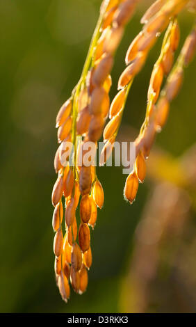 Reife Köpfe der Reis reif für die Ernte in Sacramento Valley in Kalifornien. Stockfoto