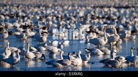 Schwärme von Schneegänsen Überwinterung in Sacramento Senke von Nordkalifornien. Stockfoto