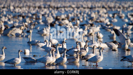 Schwärme von Schneegänsen Überwinterung in Sacramento Senke von Nordkalifornien. Stockfoto