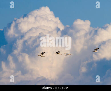 Schwärme von Schneegänsen Überwinterung in Sacramento Senke von Nordkalifornien. Stockfoto