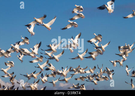 Schwärme von Schneegänsen Überwinterung in Sacramento Senke von Nordkalifornien. Stockfoto