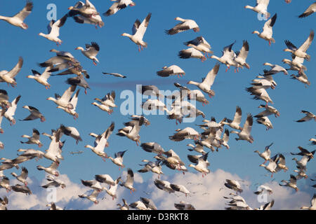 Schwärme von Schneegänsen Überwinterung in Sacramento Senke von Nordkalifornien. Stockfoto