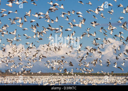 Schwärme von Schneegänsen Überwinterung in Sacramento Senke von Nordkalifornien. Stockfoto