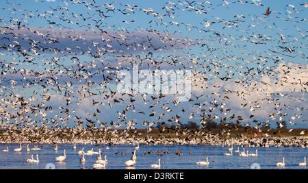 Schwärme von Schneegänsen Überwinterung in Sacramento Senke von Nordkalifornien. Stockfoto