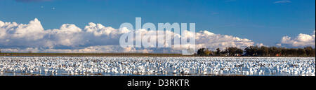 Schwärme von Schneegänsen Überwinterung in Sacramento Senke von Nordkalifornien. Stockfoto