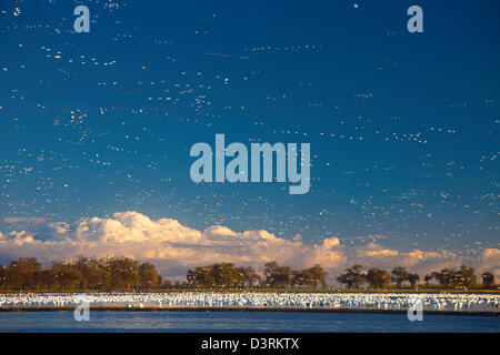 Schwärme von Schneegänsen Überwinterung in Sacramento Senke von Nordkalifornien. Stockfoto