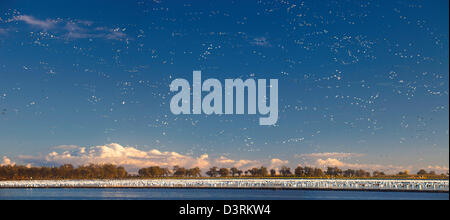 Schwärme von Schneegänsen Überwinterung in Sacramento Senke von Nordkalifornien. Stockfoto