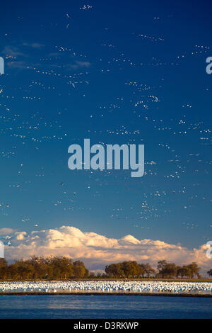 Schwärme von Schneegänsen Überwinterung in Sacramento Senke von Nordkalifornien. Stockfoto